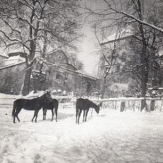 Świrz, obw. lwowski na Ukrainie, zimą, konie, z arch. rodz. Adama Komorowskiego