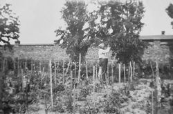 Opatówko pow. wrzesiński
Stanisław Rurek
doglądający drzew owocowych
1932 r.,
Z archiwum rodzinnego Anna Nowicka